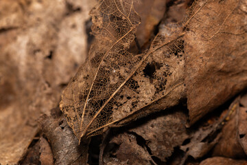 decomposing brown leaves in a moist wet environment after a rainy day