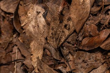 decomposing brown leaves in a moist wet environment after a rainy day - obrazy, fototapety, plakaty