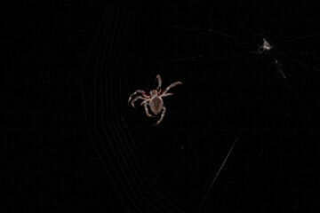 selective focus on a garden Orb Weaver against a black sky at night time building a web