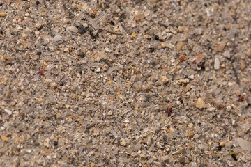 Texture of sand with little rocks and crushed shells 