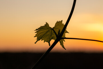 closeup of vine leaves with a defocused sunset background during golden hour © Passing  Traveler