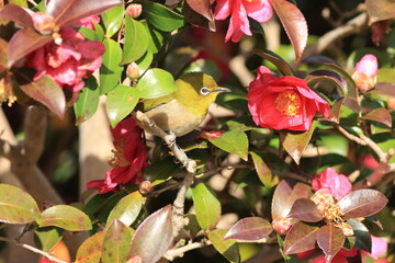 flowers and Japanese White-eye