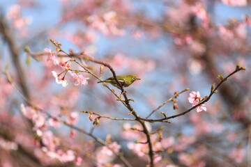 flowers and Japanese White-eye