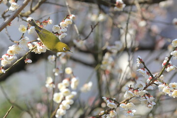 flowers and Japanese White-eye