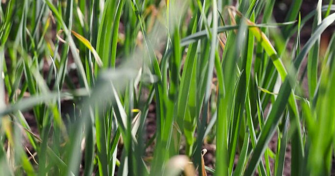 a field completely planted with garlic in summer, one monoculture of garlic in the field