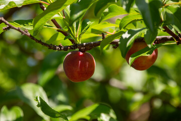 close up of purple plum growing on a tree