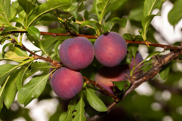 ripening purple plums growing organically in the garden