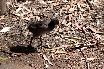 the dusky moorhen chick is a water bird which has all black feathers with an orange beak