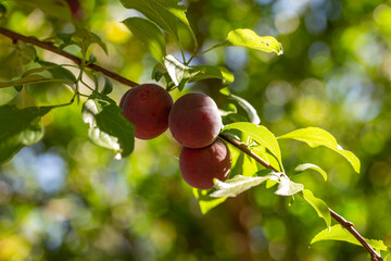 ripening purple plums growing organically in the garden