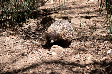 the short nosed echidna has strong-clawed feet and spines on the upper part of a brownish body. The snout is narrow and the mouth is small, with a tongue that is long and sticky