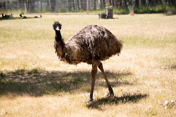 Emus are covered in primitive feathers that are dusky brown to grey-brown with black tips. The...