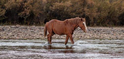 Red bay wild horse stallion splashing water as he is walking across the Salt River near Phoenix...