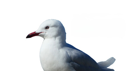 close up of seagull isolated on white