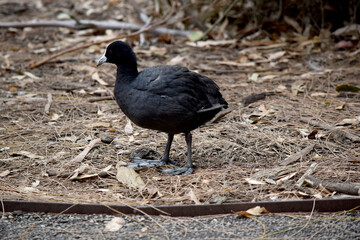 The Eurasian coot is a black sea bird with a white frontal shield