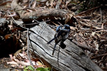 Male fairy wrens have rich blue and black plumage above and on the throat. The belly is grey-white and the bill is black.