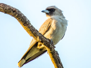 Black-faced Woodswallow in Queensland Australia