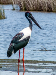 Black-necked Stork in Queensland Australia