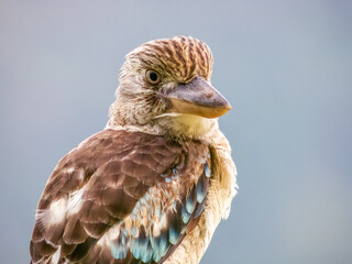 Blue-winged Kookaburra in Queensland Australia
