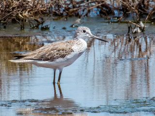 Common Greenshank in Queensland Australia