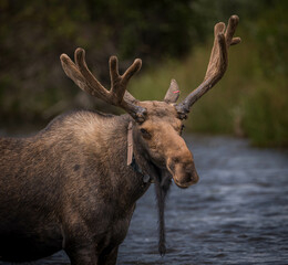 Moose with collar