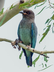 Dollarbird Roller in Queensland Australia