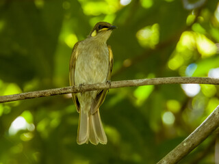 Graceful Honeyeater in Queensland Australia