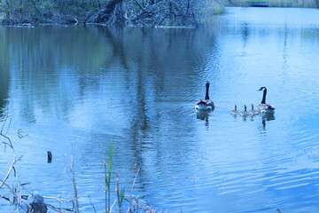 a duck family is swimming in a pond