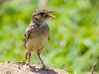 Singing Bushlark in Queensland Australia