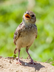 Singing Bushlark in Queensland Australia