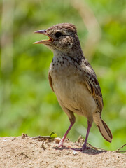 Singing Bushlark in Queensland Australia