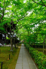 新緑が美しい季節の真如堂境内