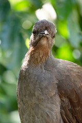 the lyre bird male has an ornate tail, with special curved feathers that, in display, assume the shape of a lyre.