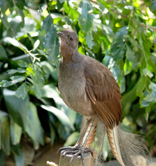the lyre bird male has an ornate tail, with special curved feathers that, in display, assume the shape of a lyre.