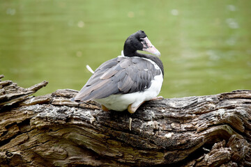 The magpie goose is a black and white seabird with black head and neck and a white body and a long neck.