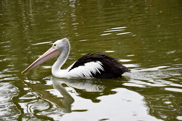 Australian pelicans are one of the largest flying birds. They have a white body and head and black wings. They have a large pink bill.