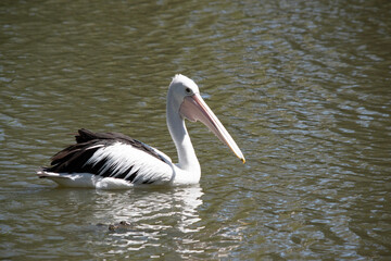 Fototapeta na wymiar Australian pelicans are one of the largest flying birds. They have a white body and head and black wings. They have a large pink bill.