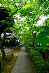 新緑が美しい季節の真如堂境内