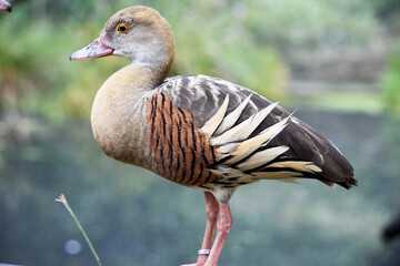 The plumed whistling duck's face and fore-neck are light, the crown and hind neck are pale brown...