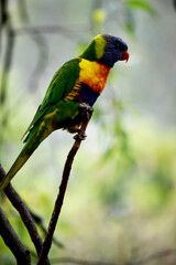 The rainbow lorikeet has a bright yellow-orange/red breast, a mostly violet-blue throat and a yellow-green collar.