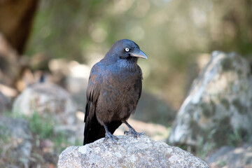 Australian Ravens are black with white eyes in adults. The feathers on the throat (hackles) are longer than in other species