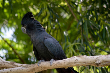 Obraz premium the Male Red-tailed Black Cockatoos are black with two vibrant red stripes in the tail. They also have a very full crest and a black bill.