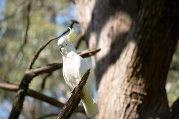 The sulphur crested cockatoo is a white bird with a yellow crest.