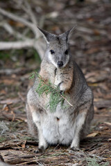 Naklejka na ściany i meble the tammar wallaby has dark greyish upperparts with a paler underside and rufous-coloured sides and limbs. The tammar wallaby has white stripes on its face.