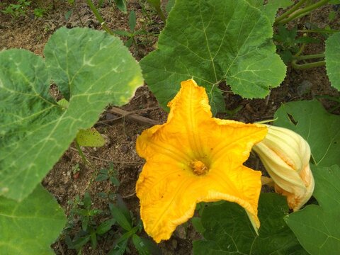 pumpkin flower bloming