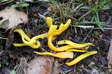 Golden club fungus, Clavulinopsis helvola,, wild fungi from Finland