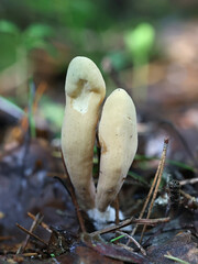 Strap coral, Clavariadelphus ligula, also known as ochre club fungus, wild fungus from Finland