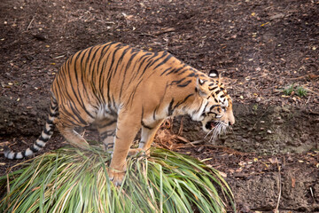 Tiger cubs are born with their stripes and only drink their mothers milk until they are 6 months old