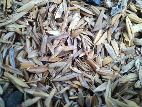 rice husks mulch covering the soil