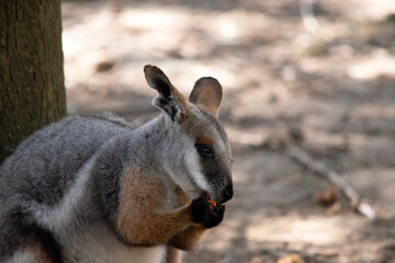 The Yellow-footed Rock-wallaby is brightly coloured with a white cheek stripe and orange ears