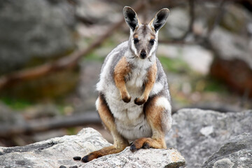 Naklejka na ściany i meble The Yellow-footed Rock-wallaby is brightly coloured with a white cheek stripe and orange ears. It is fawn-grey above with a white side-stripe, and a brown and white hip-stripe.